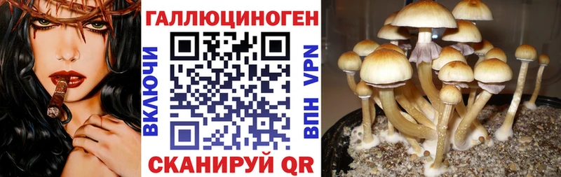 это телеграм  Онега  Псилоцибиновые грибы Magic Shrooms 